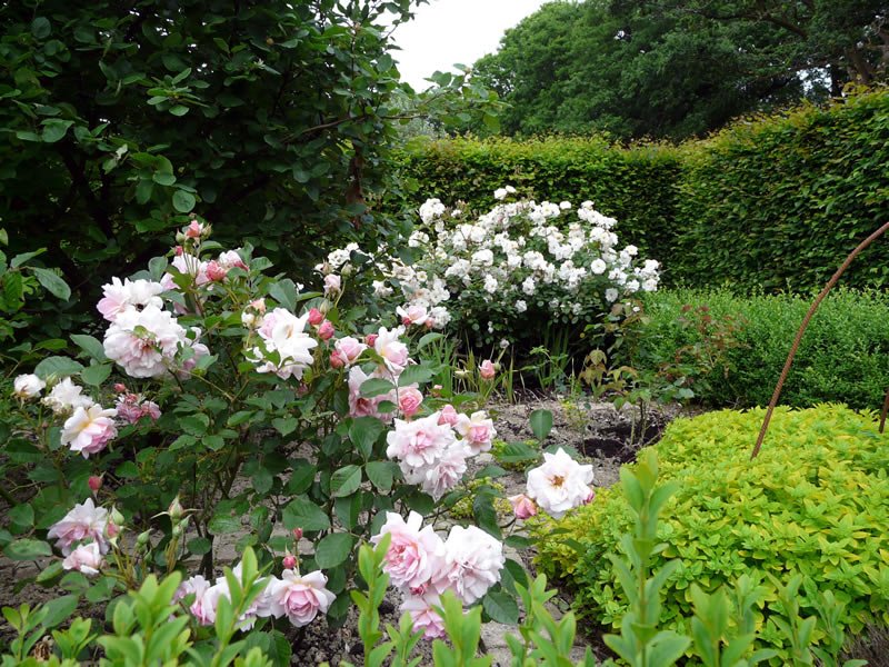 The Rose Garden