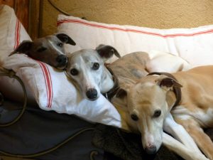 The Whippets