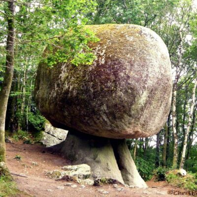  champignon de la Foret d'Huelgoat