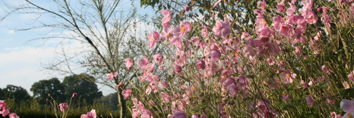 Floraison au Manoir