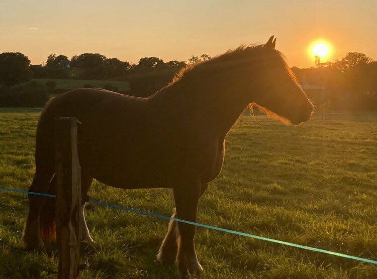 Silhouette d'un cheval au coucher de soleil dans les prairies du Manoir de Kerlédan en Bretagne.