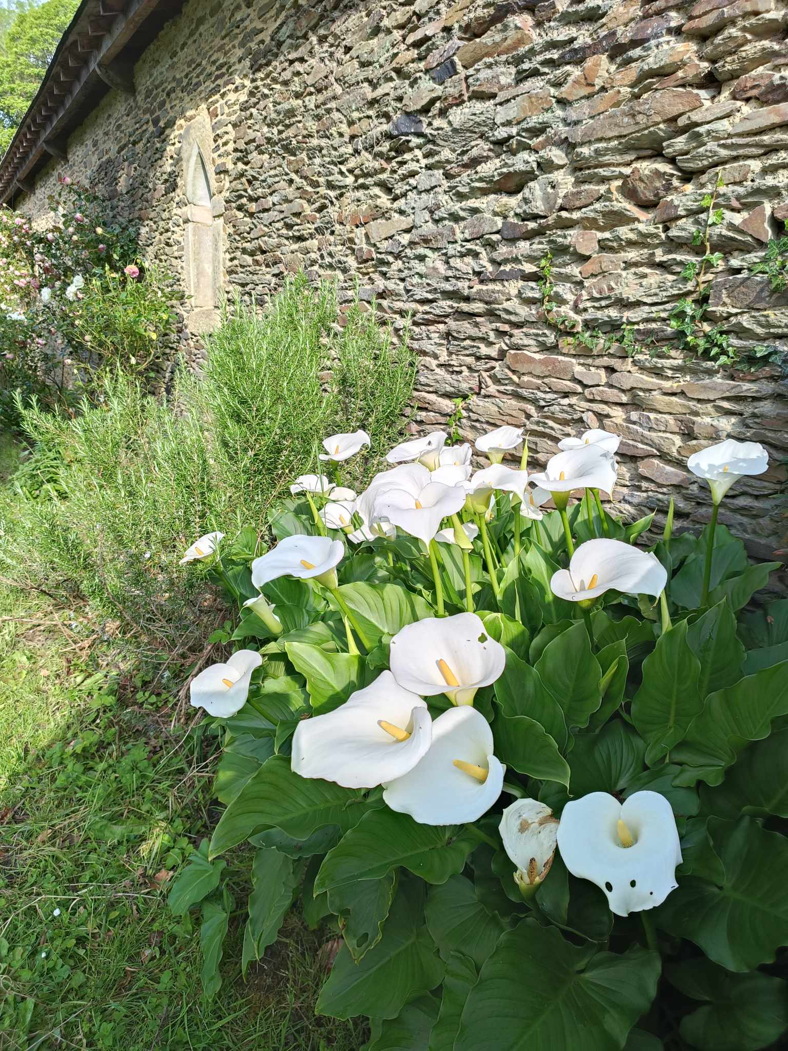 Jardins du Manoir de Kerledan avec des fleurs colorées en pleine floraison.