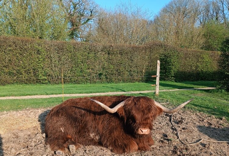 Bœuf Highland Cattle allongé paisiblement dans les prairies du Manoir de Kerlédan en Bretagne.